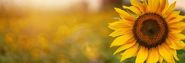 一時預かり保育申し込み